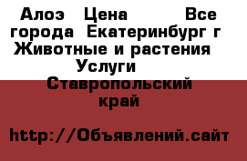 Алоэ › Цена ­ 150 - Все города, Екатеринбург г. Животные и растения » Услуги   . Ставропольский край